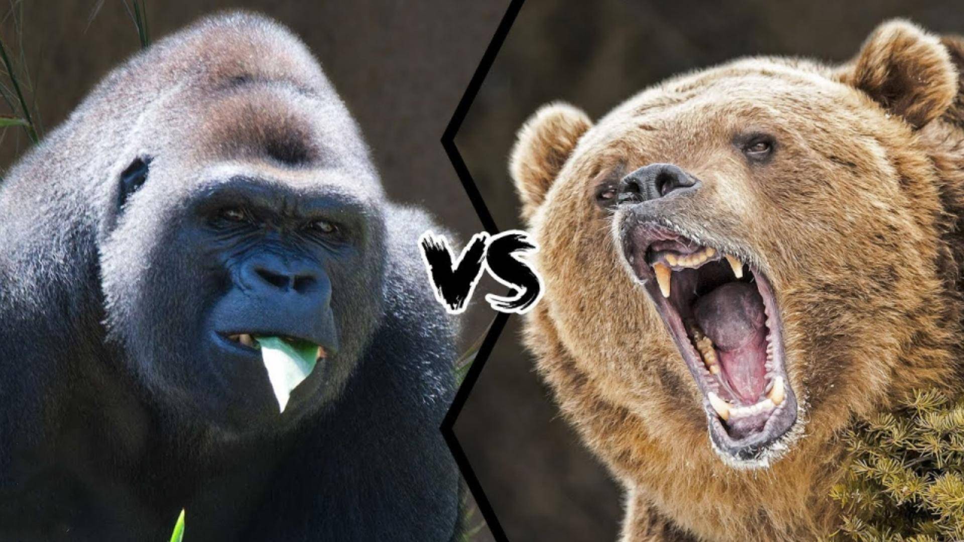 开云体育APP下载-贝尔蒙特VS雷恩,谁将笑到最后?