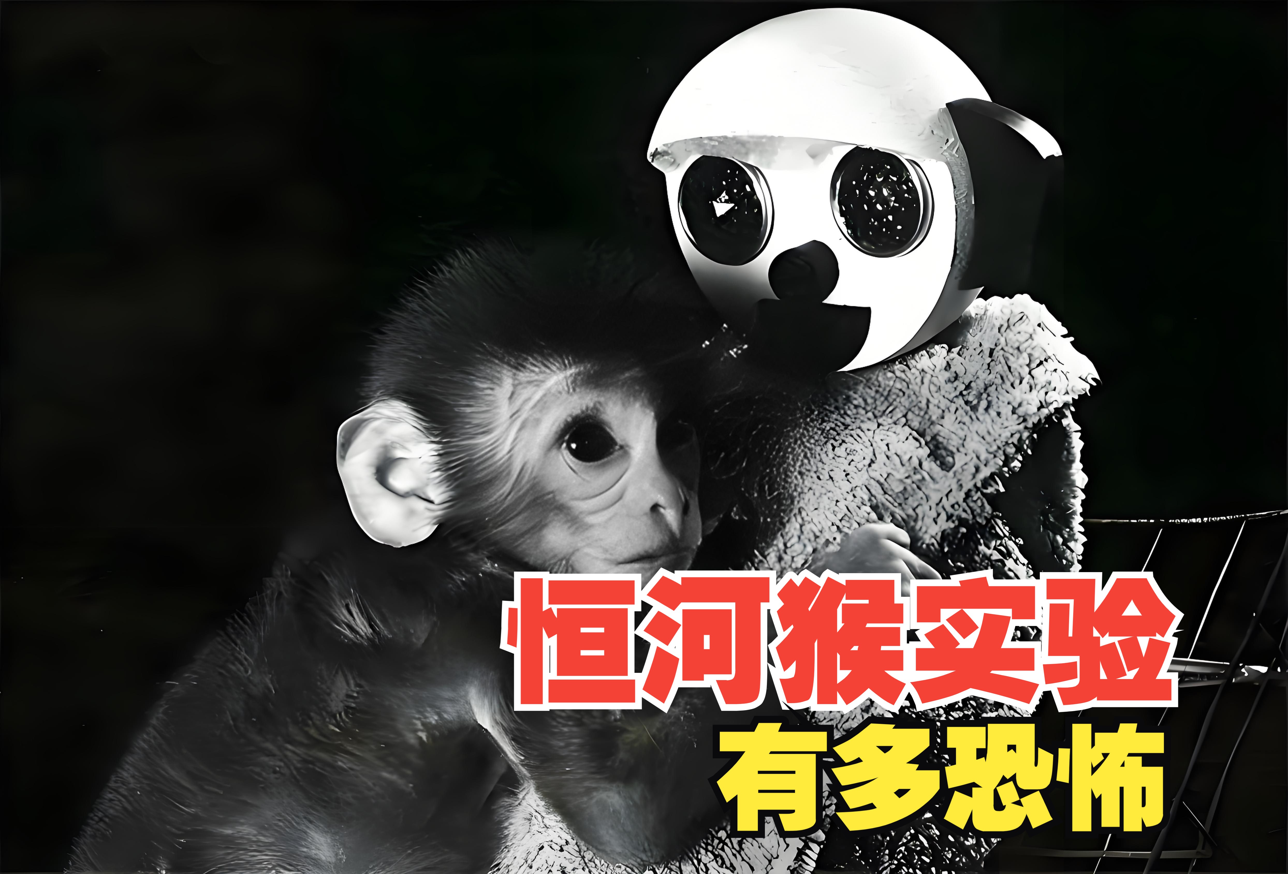 开云平台-洛杉矶金丝猴减少渡过冬天生还存疑