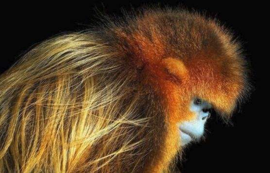 洛杉矶金丝猴减少渡过冬天生还存疑 洛杉矶金丝猴减少渡过冬天生还存疑